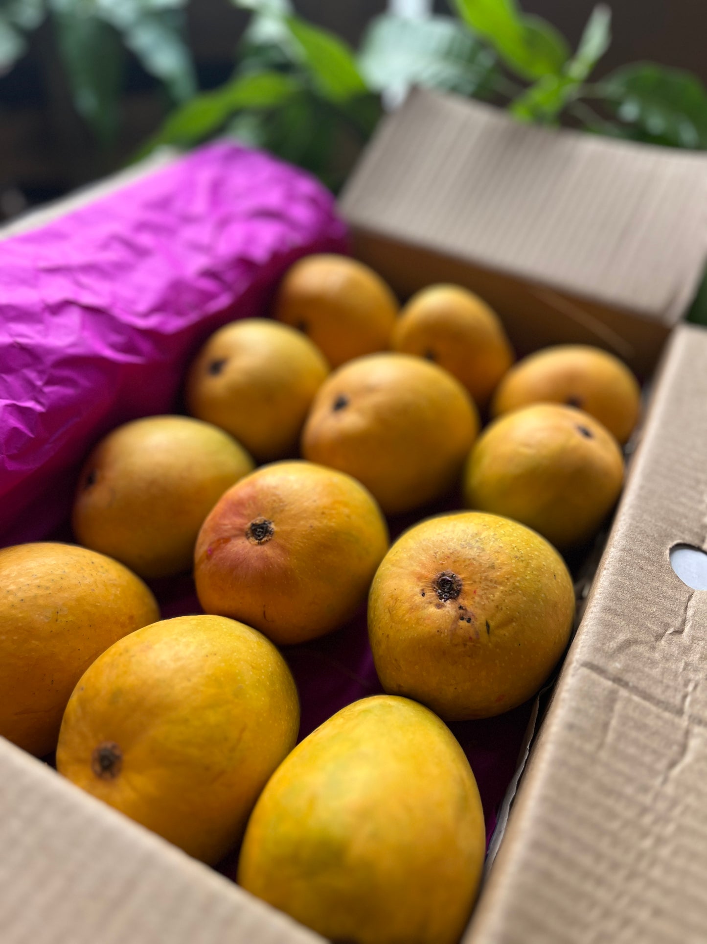 Alphonso Mangoes | Naturally Ripened | No Carbide | No Synthetic Pesticides